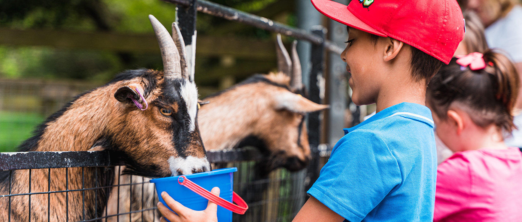 Staunton Farm - a great thing to do with children in Hampshire over the summer